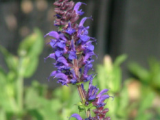 Salvia x sylvestris 'Mainacht'  bestellen